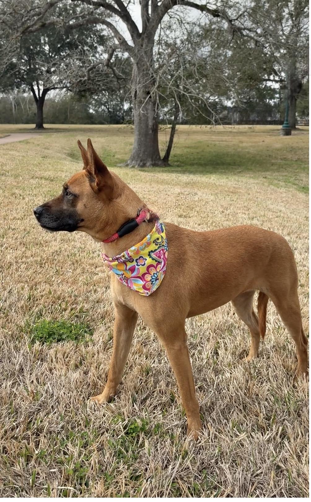 Enlarge XENA- a sweetheart!, a Adoptable mixed breed in Boston, MA image 2/6