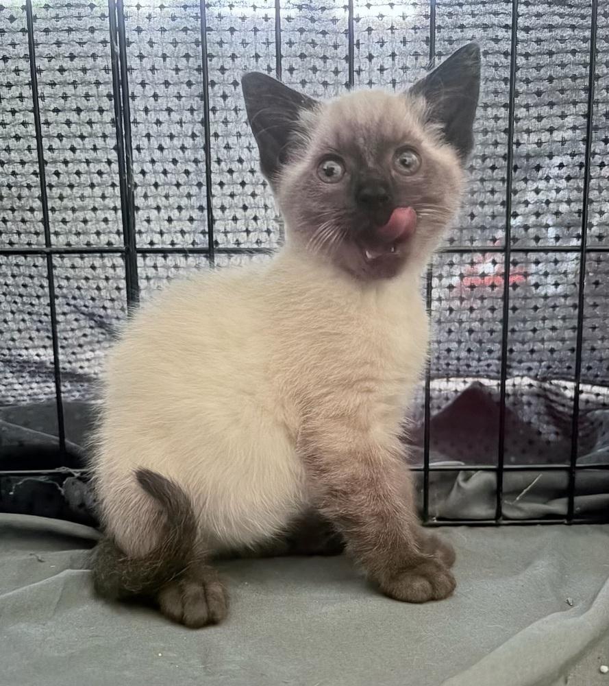 Jasper, Adoptable, Kitten Male Siamese.