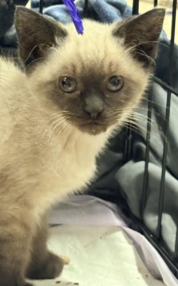 Jasper, a Adoptable Siamese in Palatine, IL image 2/2