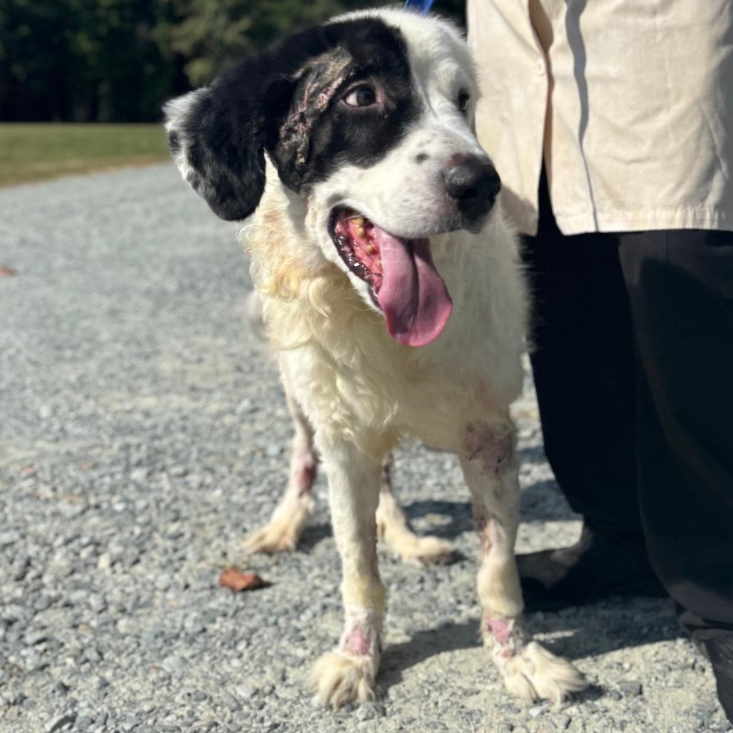 Dante, Adoptable, Senior Male Mixed Breed.
