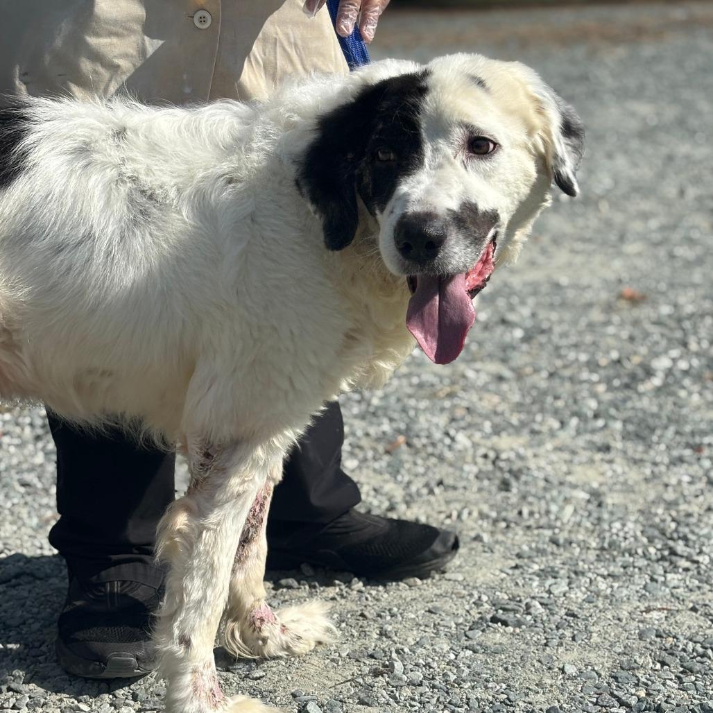 Dante, a Adoptable Mixed Breed in Greensboro, GA image 2/4