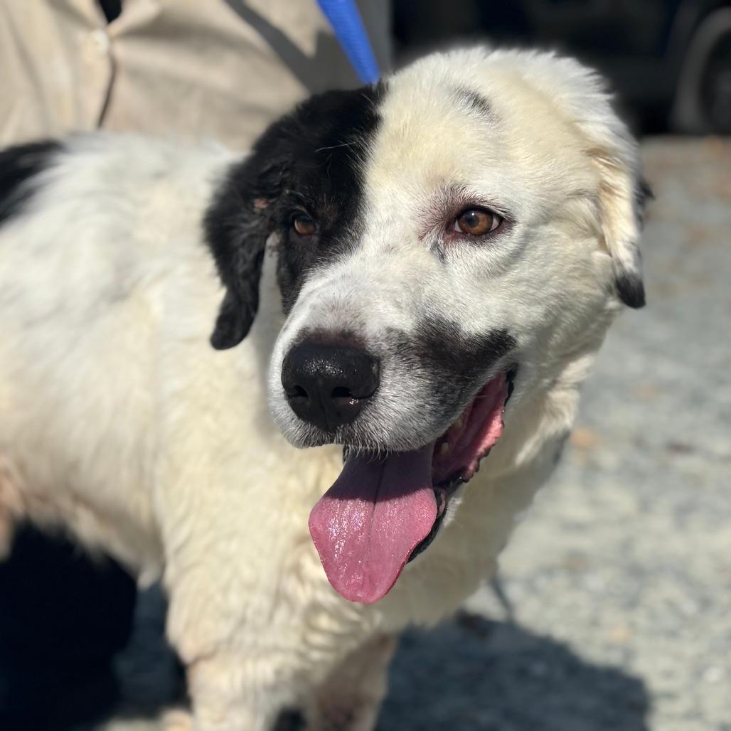 Dante, a Adoptable Mixed Breed in Greensboro, GA image 3/4