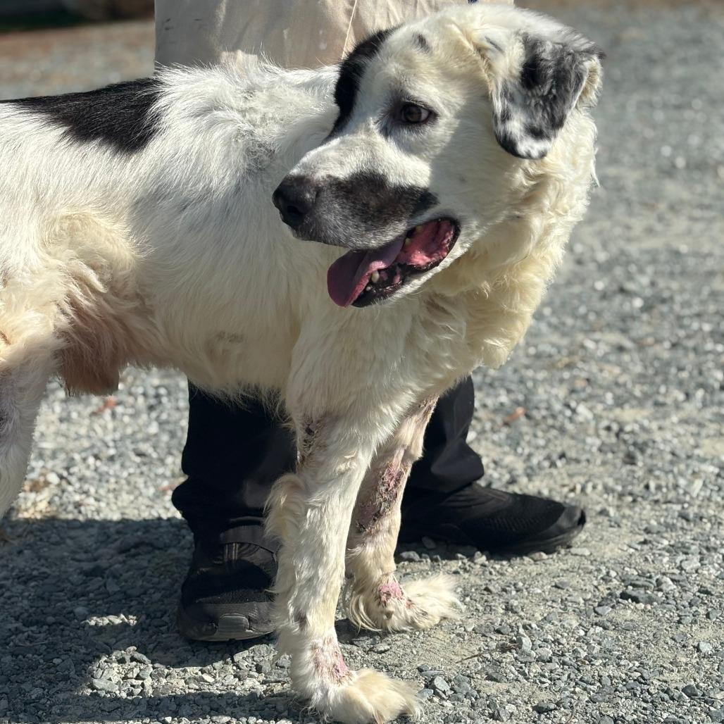 Dante, a Adoptable Mixed Breed in Greensboro, GA image 4/4