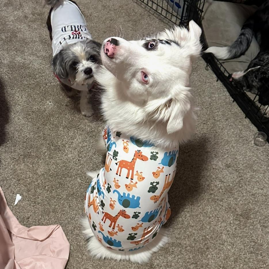 Gus, a Adoptable Australian Shepherd in Brainerd, MN image 1/6