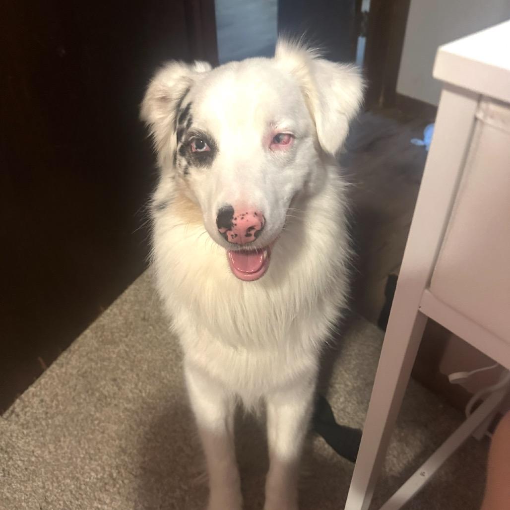 Gus, a Adoptable Australian Shepherd in Brainerd, MN image 3/6
