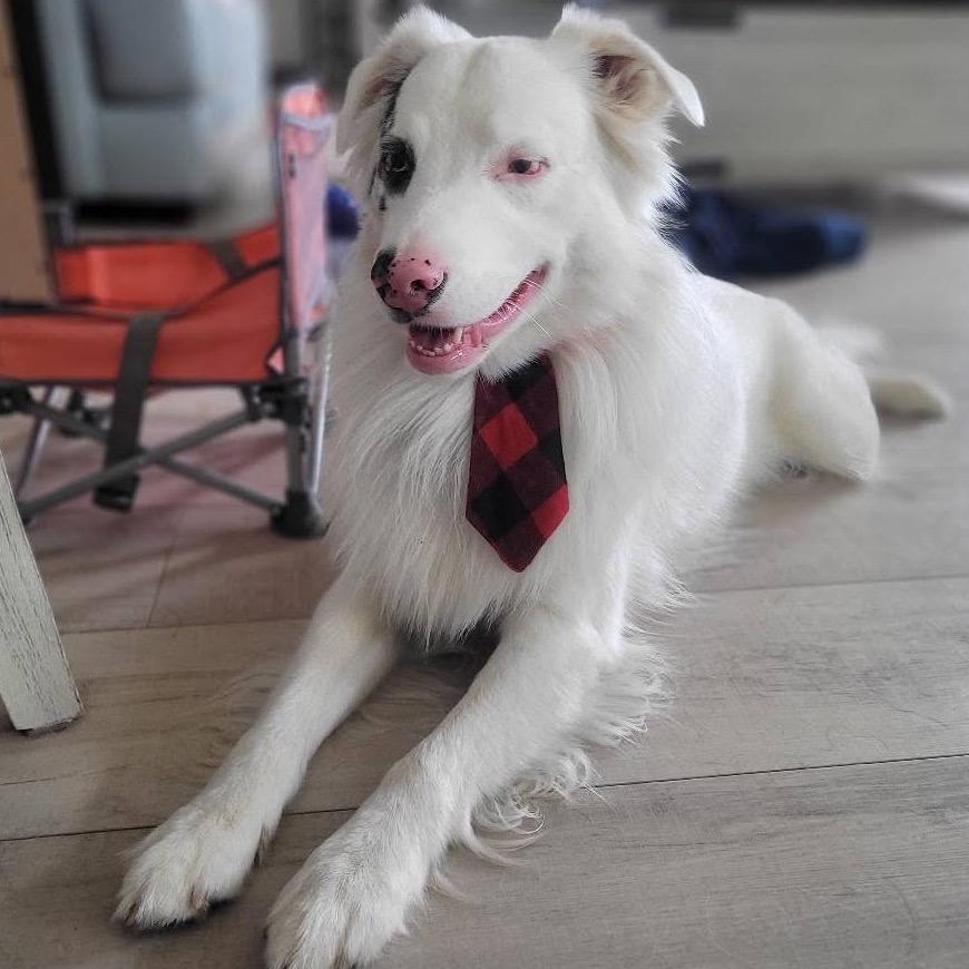 Gus, a Adoptable Australian Shepherd in Brainerd, MN image 5/6