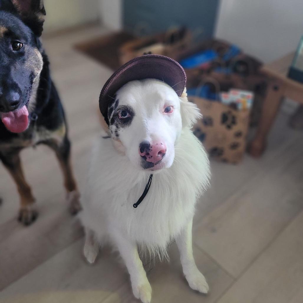 Gus, a Adoptable Australian Shepherd in Brainerd, MN image 6/6
