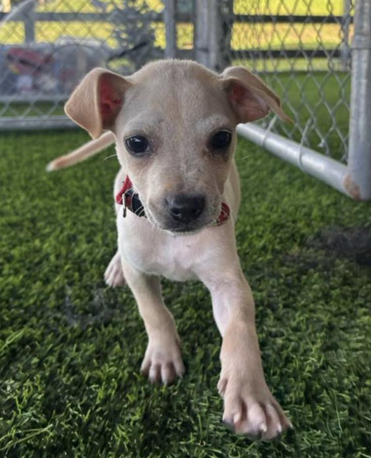 Enlarge Muffin, a ADOPTABLE mixed breed in Brooklyn, NY image 1/5