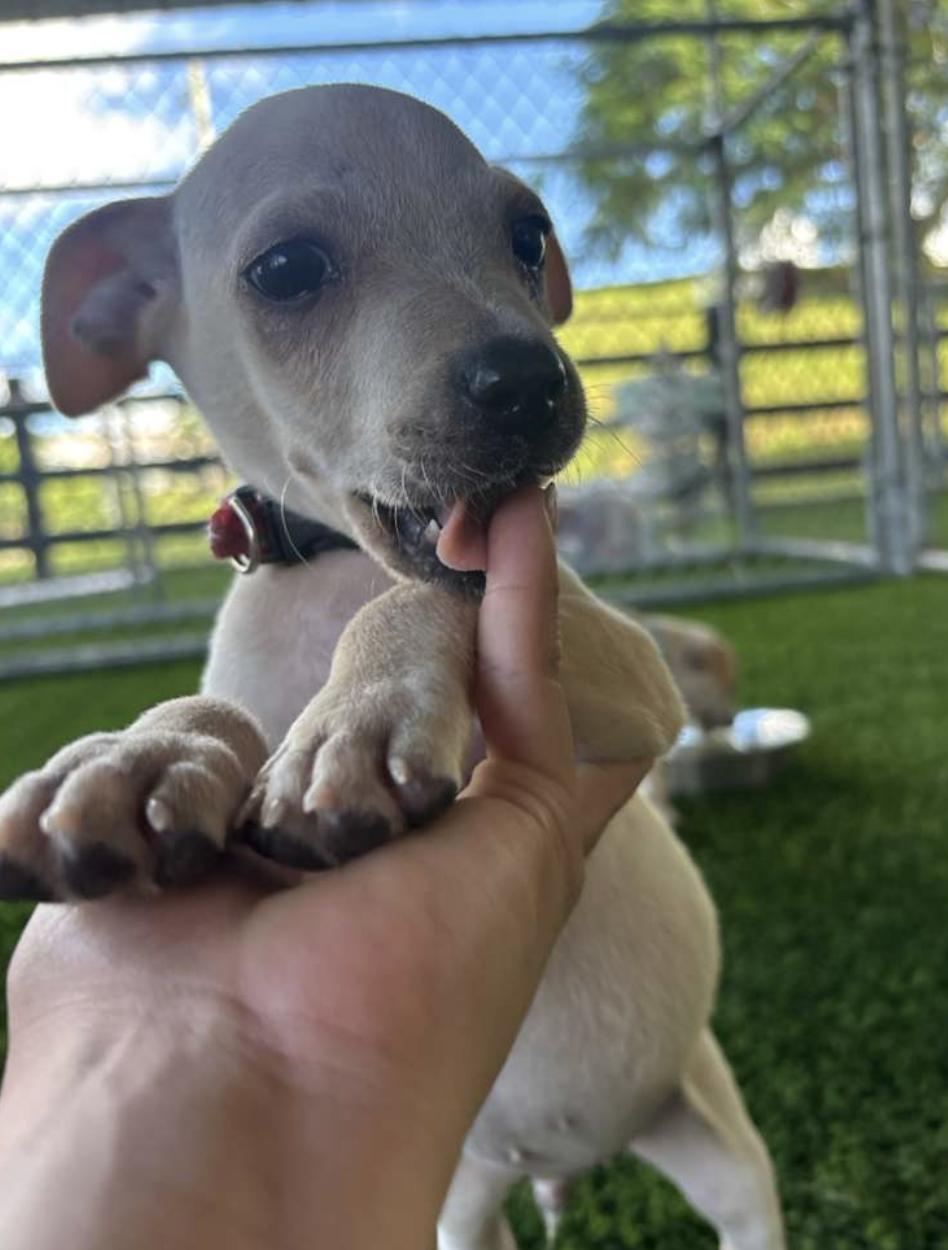 Enlarge Muffin, a ADOPTABLE mixed breed in Brooklyn, NY image 4/5