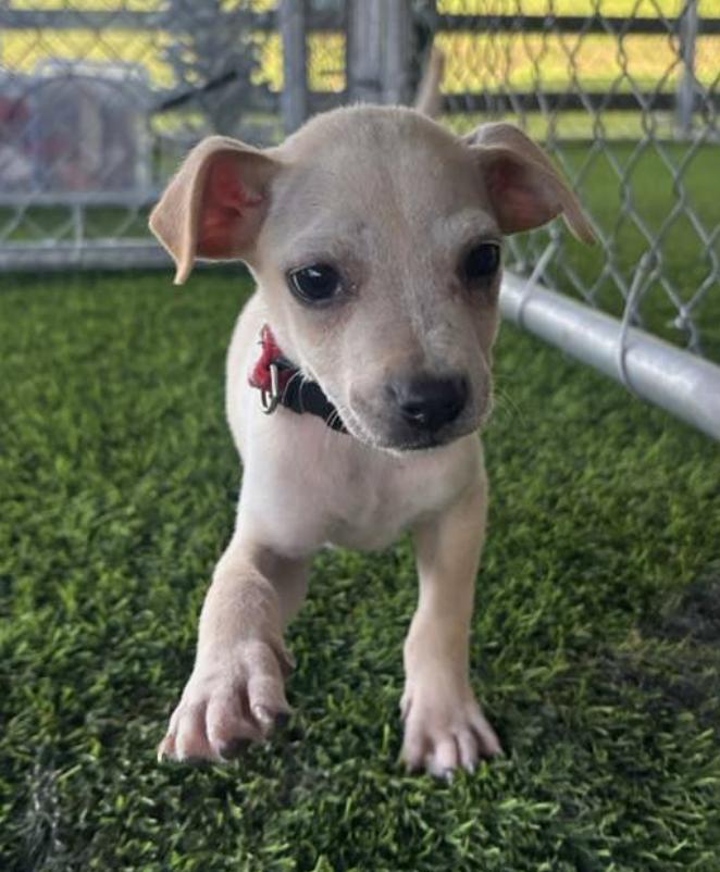 Enlarge Muffin, a ADOPTABLE mixed breed in Brooklyn, NY image 2/5
