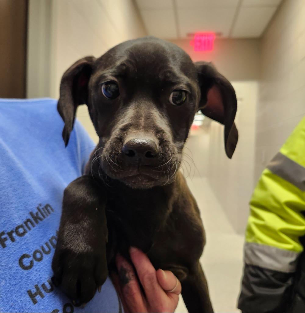 Enlarge Toffee, an adopted mixed breed in Frankfort, KY image 1/1