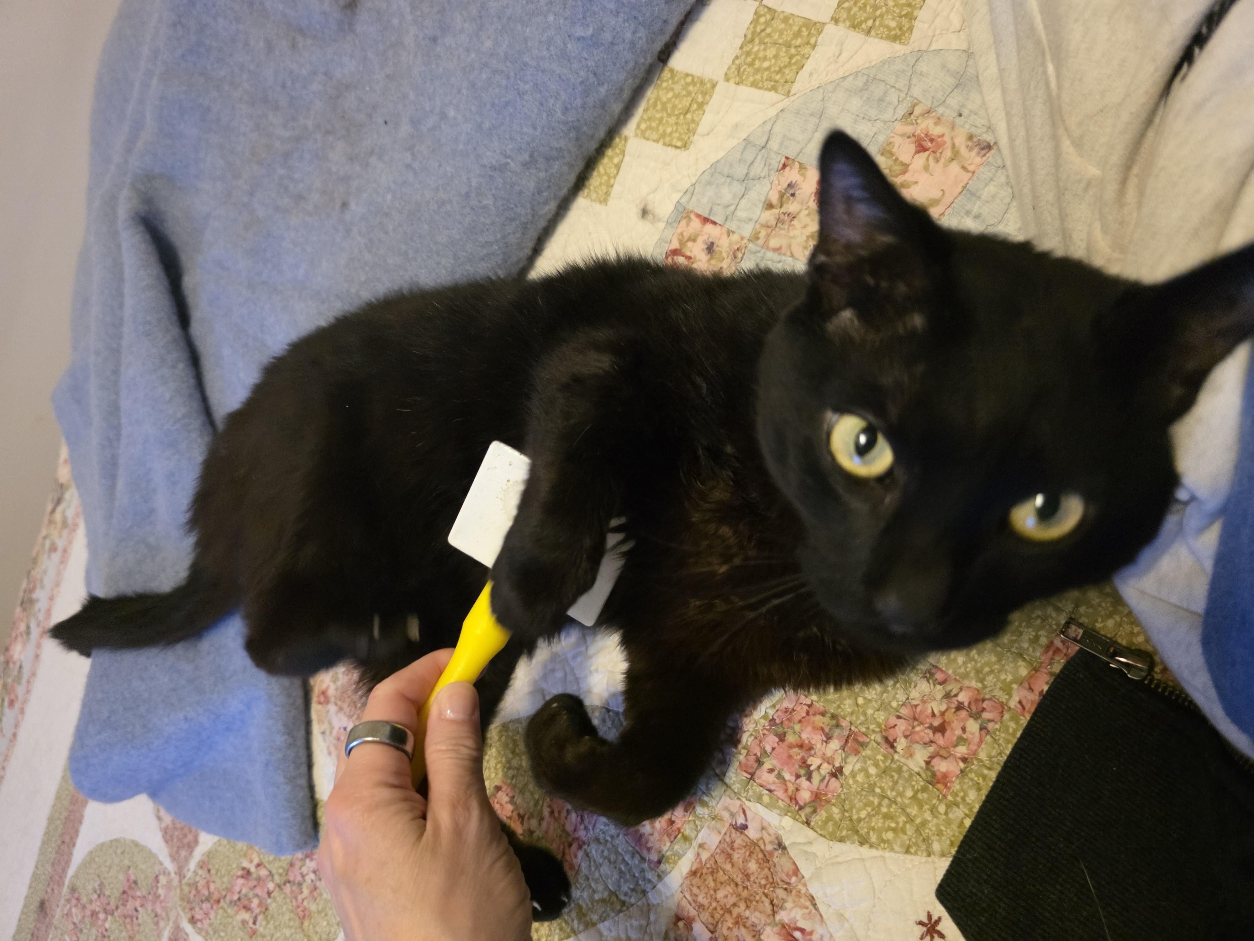 Enlarge Ben, a ADOPTABLE mixed breed in Latham, NY image 3/6