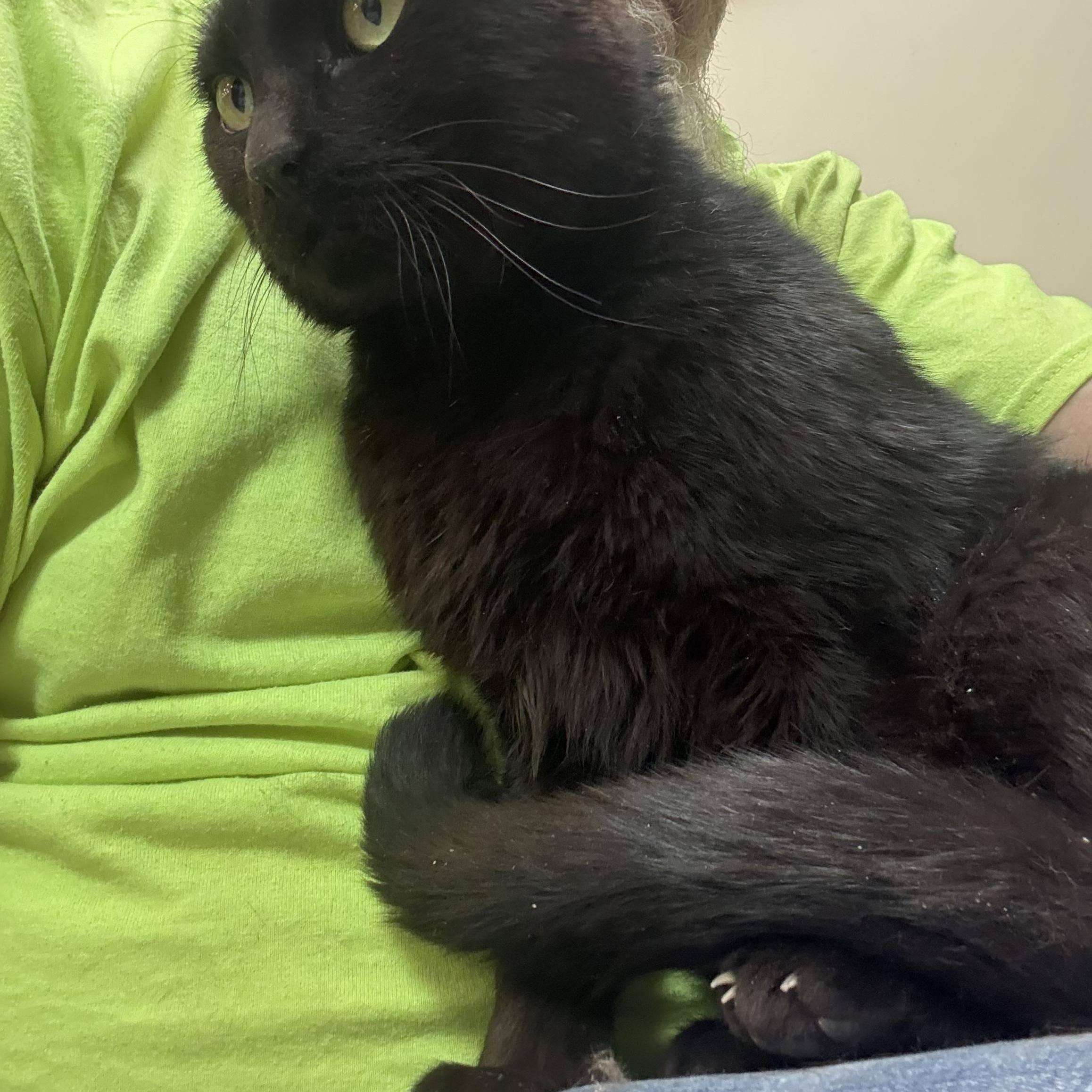 Enlarge Ben, a ADOPTABLE mixed breed in Latham, NY image 3/4