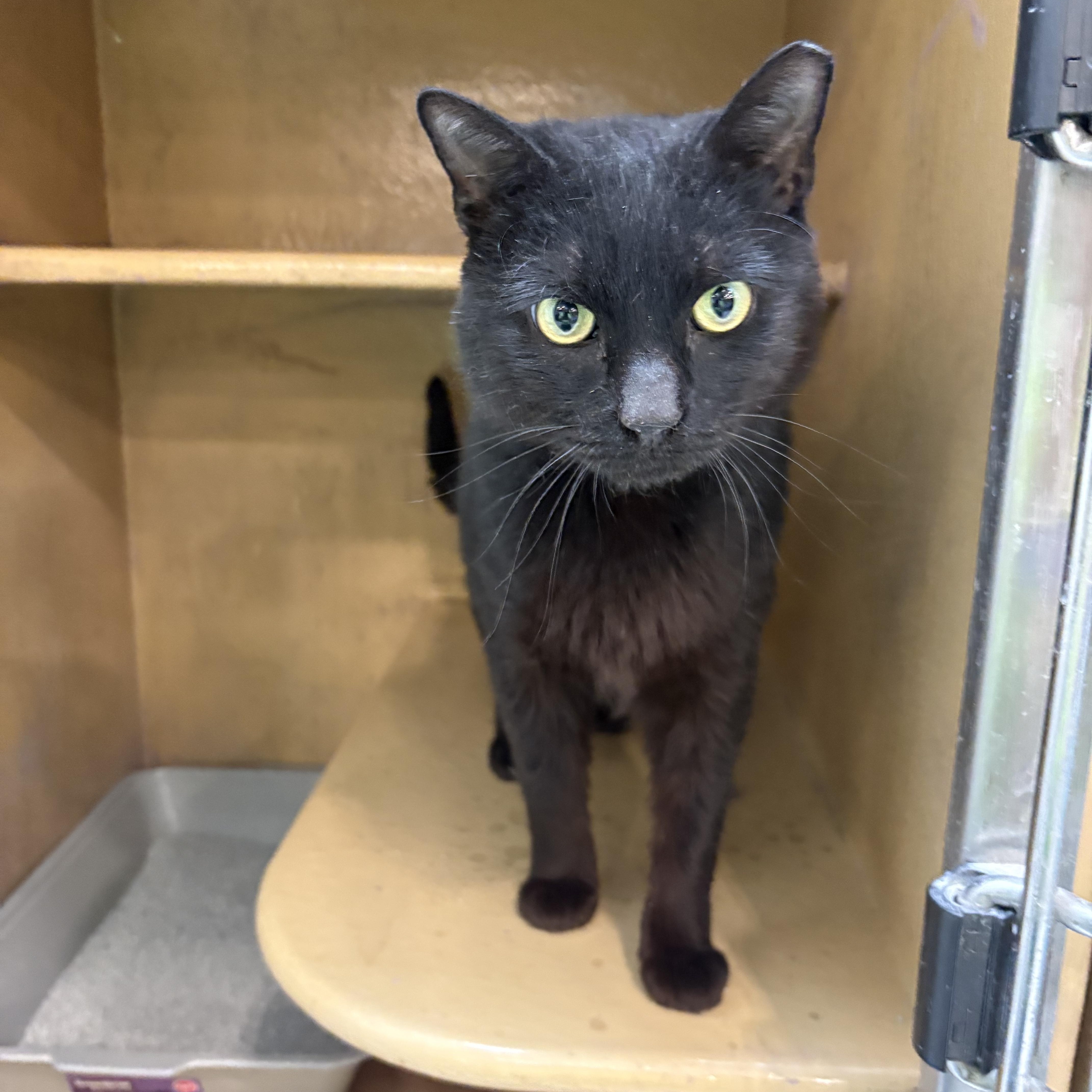 Enlarge Ben, a ADOPTABLE mixed breed in Latham, NY image 4/4