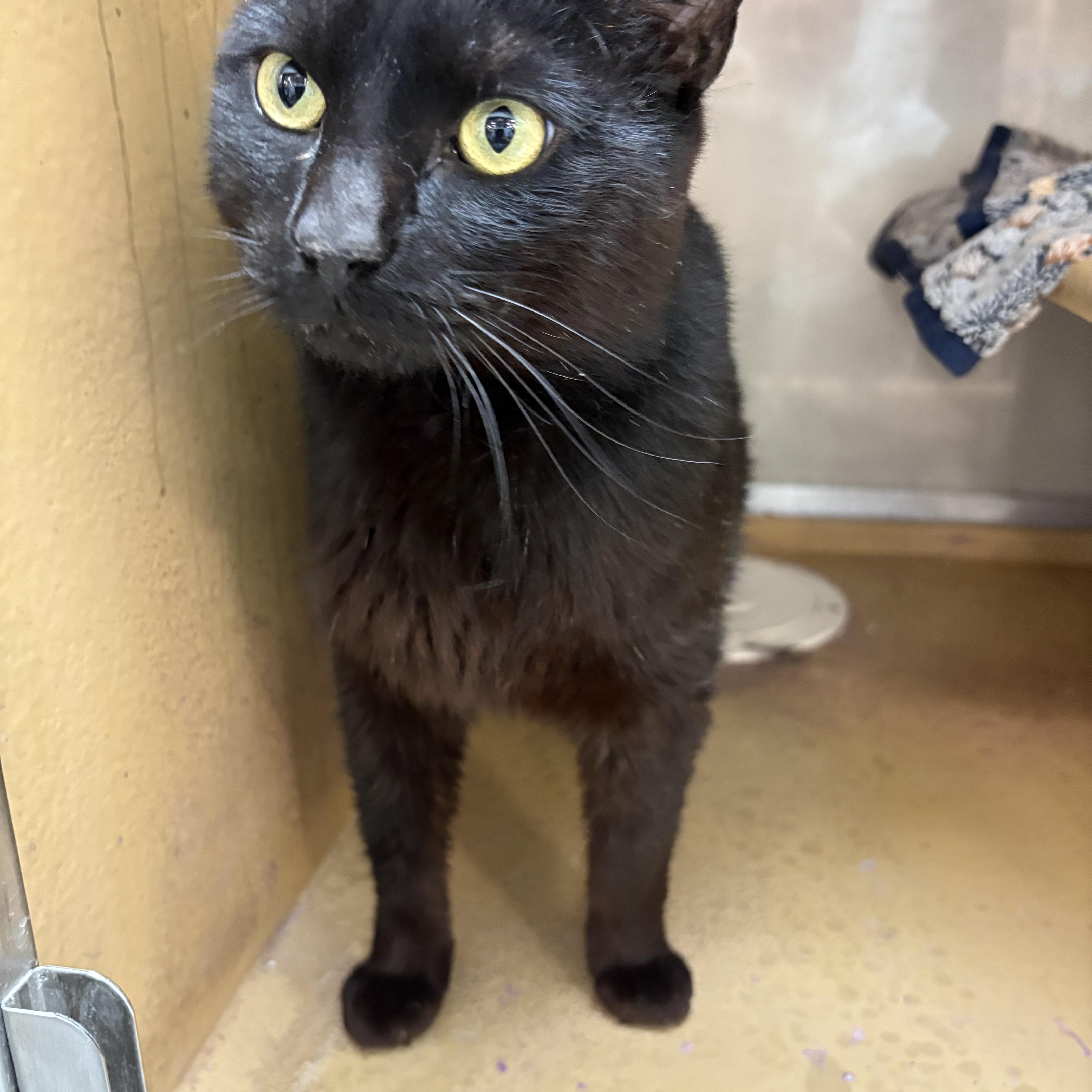 Ben, ADOPTABLE, Adult Male Domestic Short Hair.