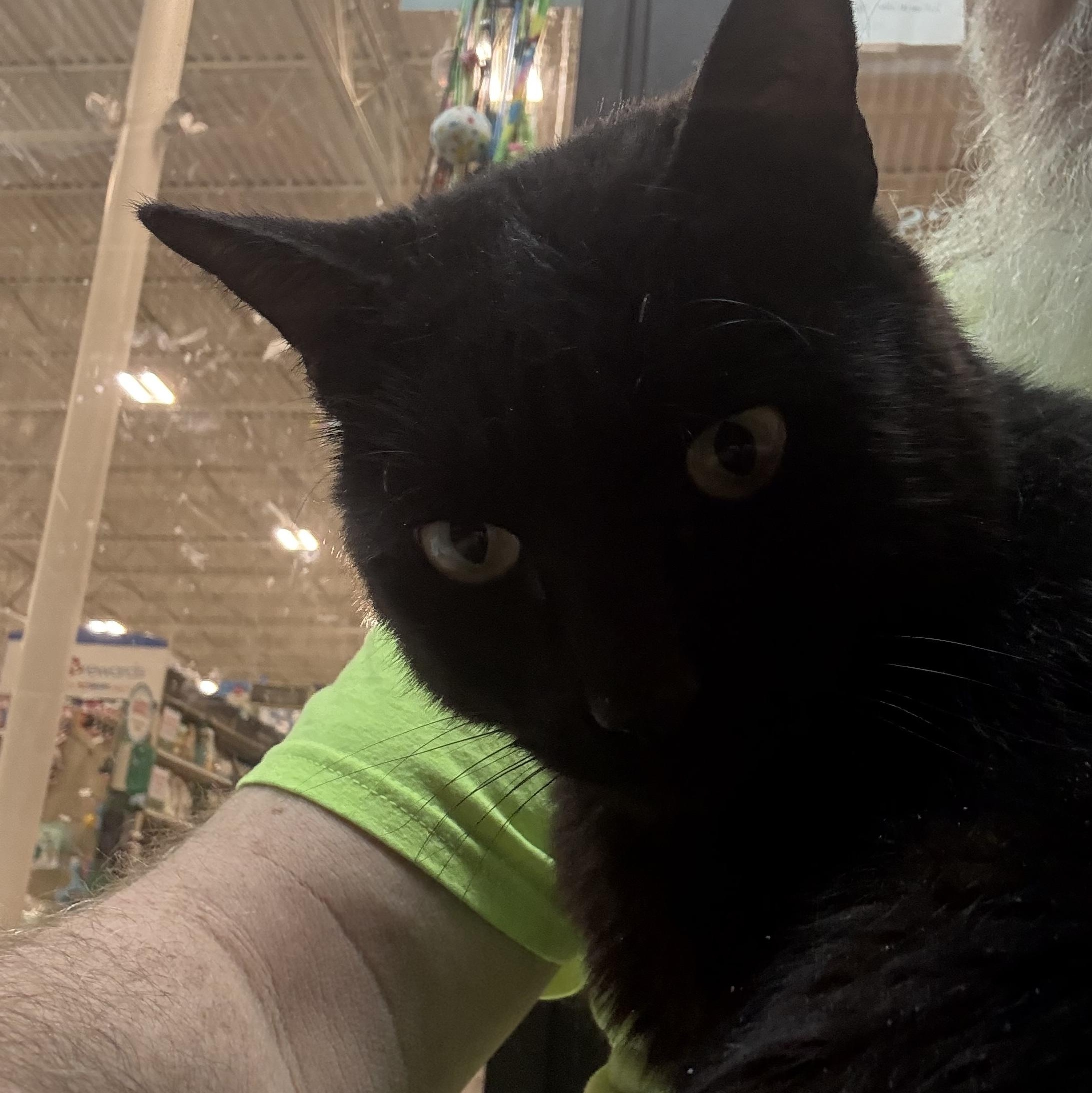 Enlarge Ben, a ADOPTABLE mixed breed in Latham, NY image 2/4