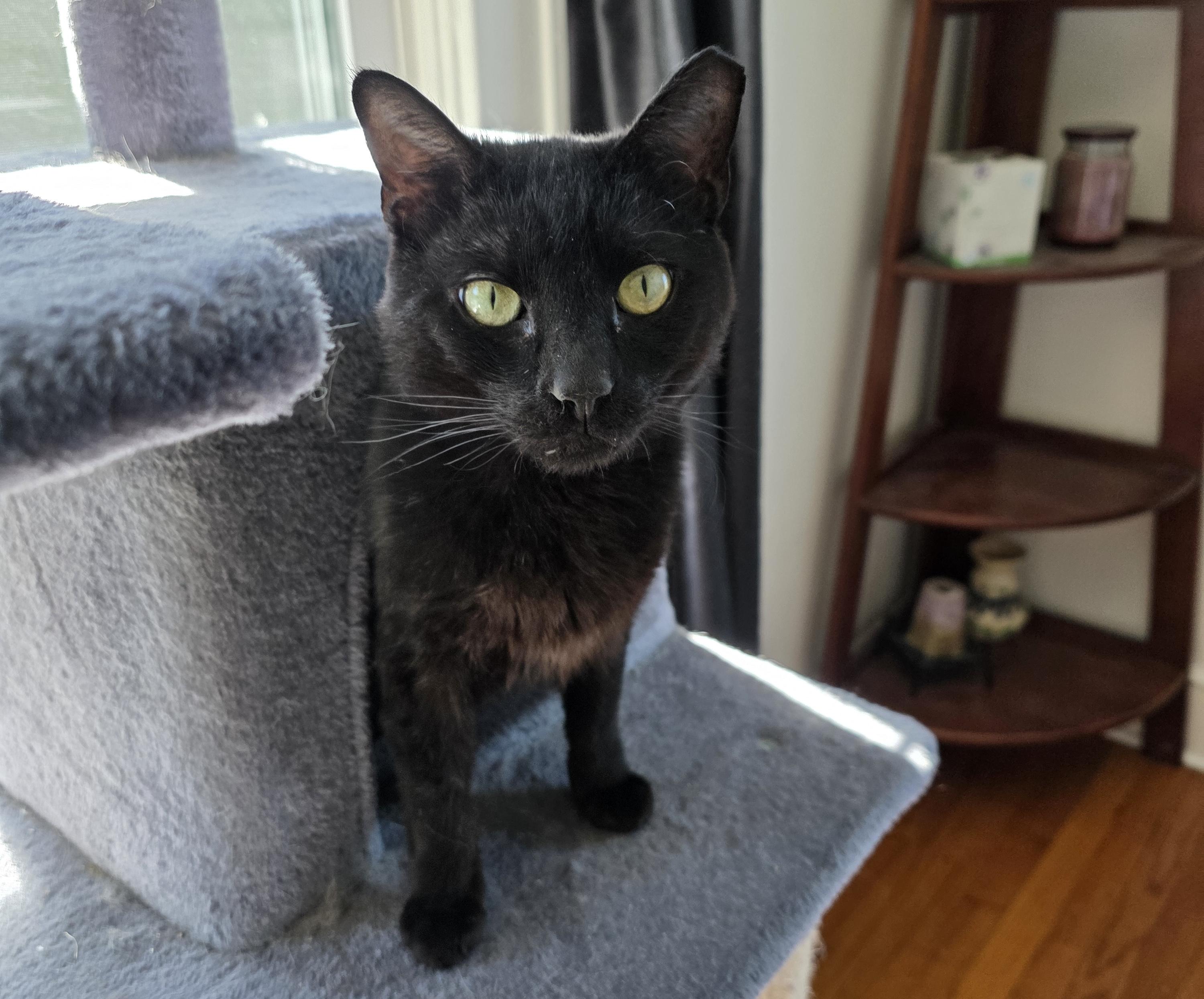 Enlarge Ben, a ADOPTABLE mixed breed in Latham, NY image 2/6