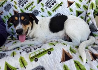 Lisa, an adoptable mixed breed in Anaconda, MT image 5/6