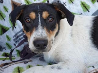 Lisa, an adoptable mixed breed in Anaconda, MT image 3/6
