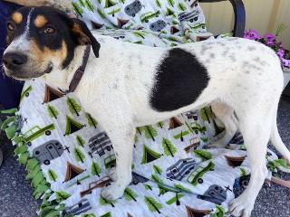 Lisa, an adoptable mixed breed in Anaconda, MT image 6/6