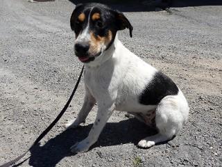 Lisa, an adoptable mixed breed in Anaconda, MT image 4/6