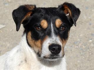 Lisa, adoptable, Young Female Cattle Dog.