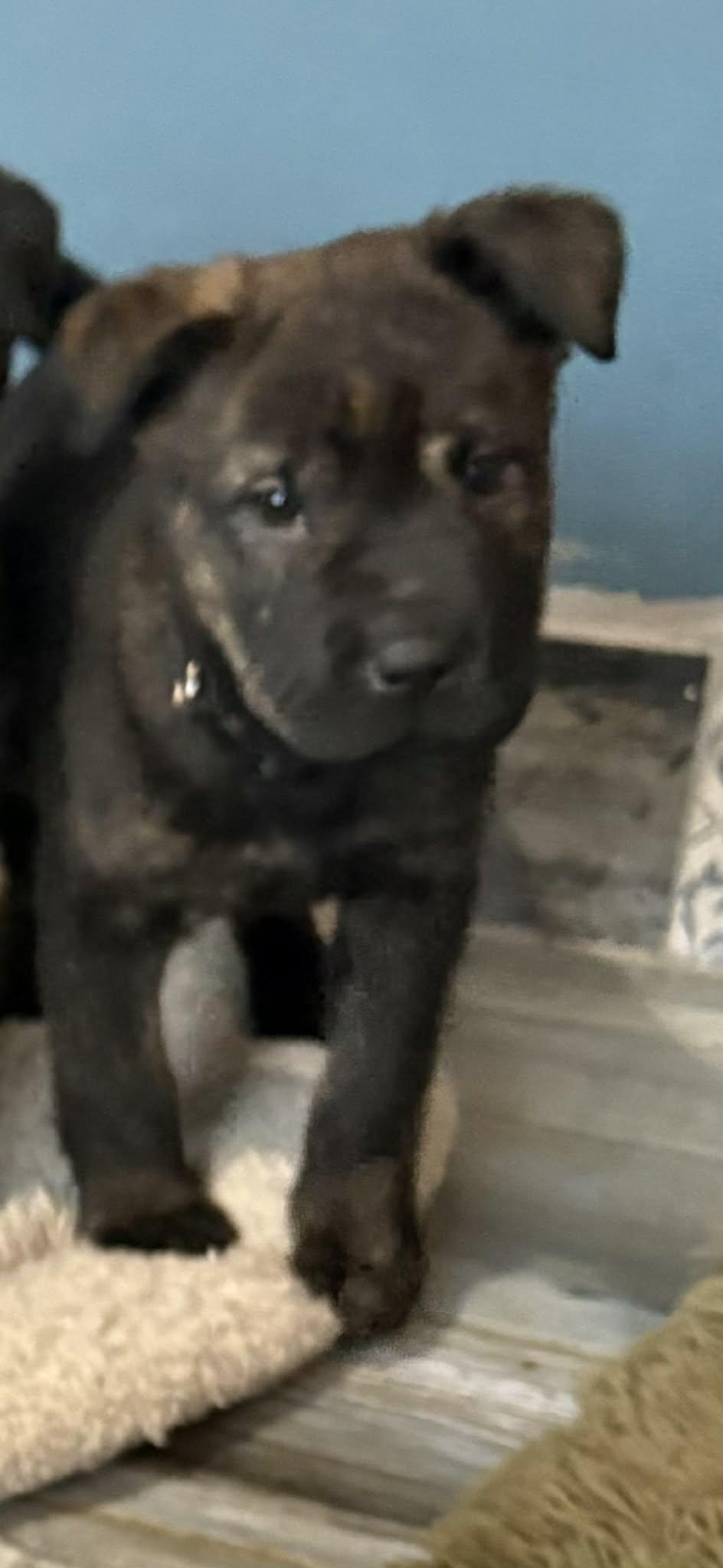 Enlarge Winnie, a Adoptable mixed breed in Berlin, NJ image 1/3