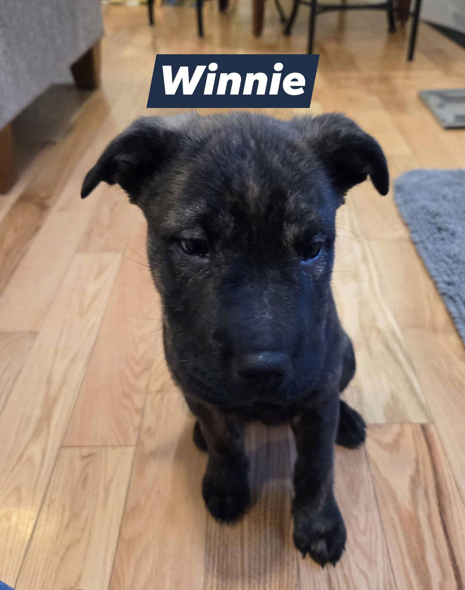 Winnie, Adoptable, Puppy Female Terrier.
