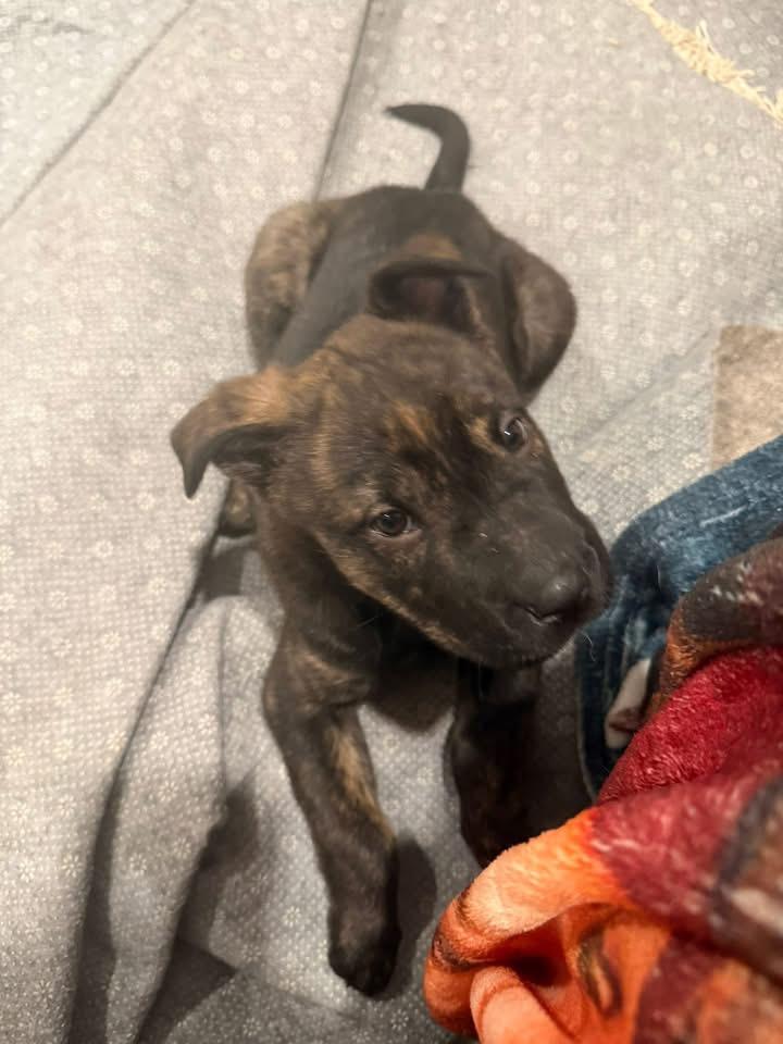 Enlarge Winnie, a Adoptable mixed breed in Berlin, NJ image 2/3