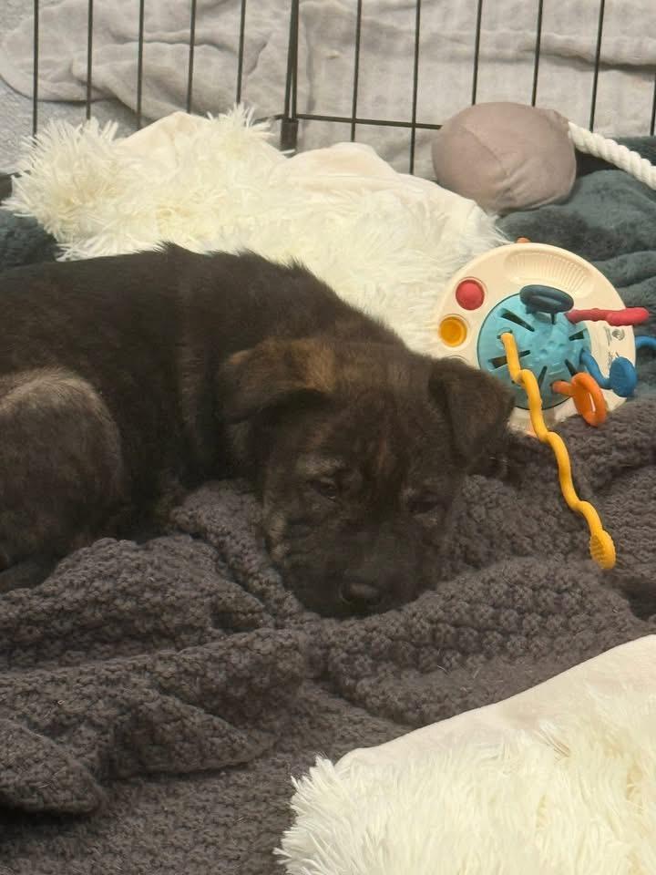 Enlarge Winnie, a Adoptable mixed breed in Berlin, NJ image 3/3