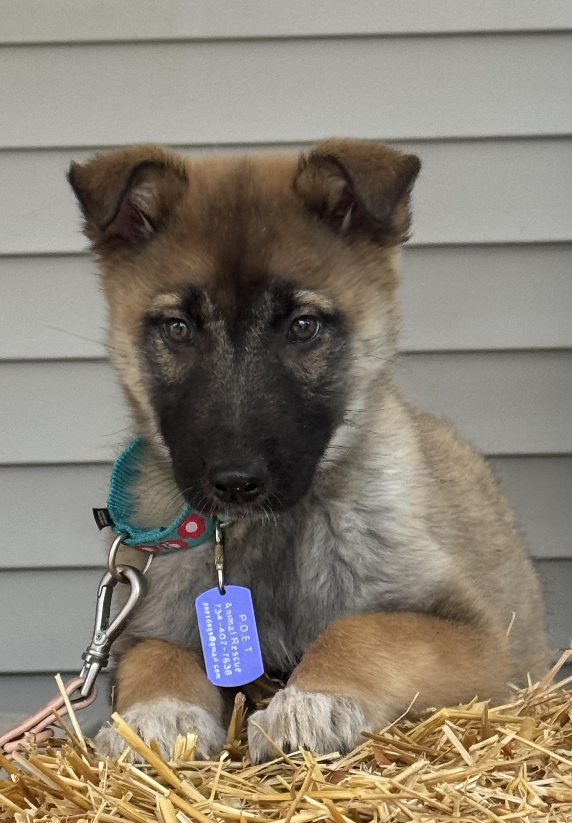Trillium, an adoptable mixed breed in Garden City, MI image 1/3