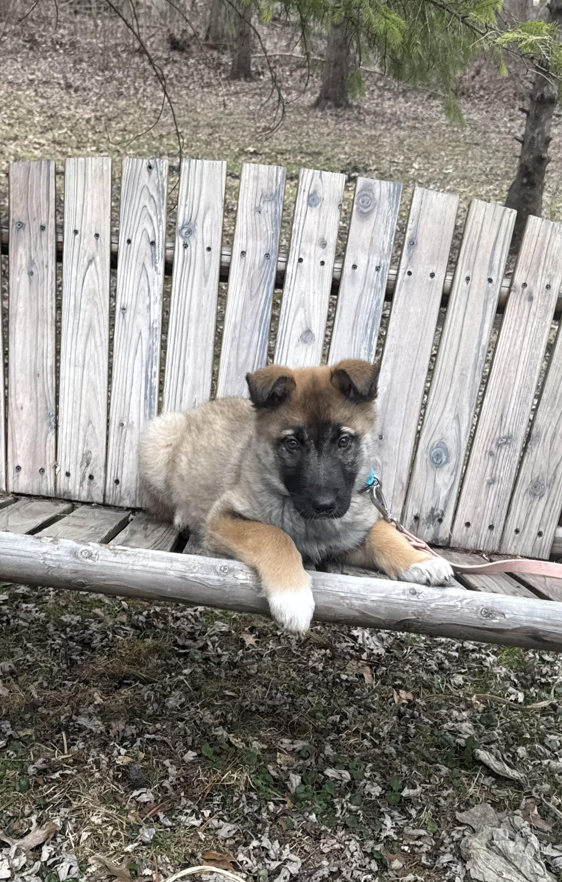 Trillium, an adoptable mixed breed in Garden City, MI image 3/3