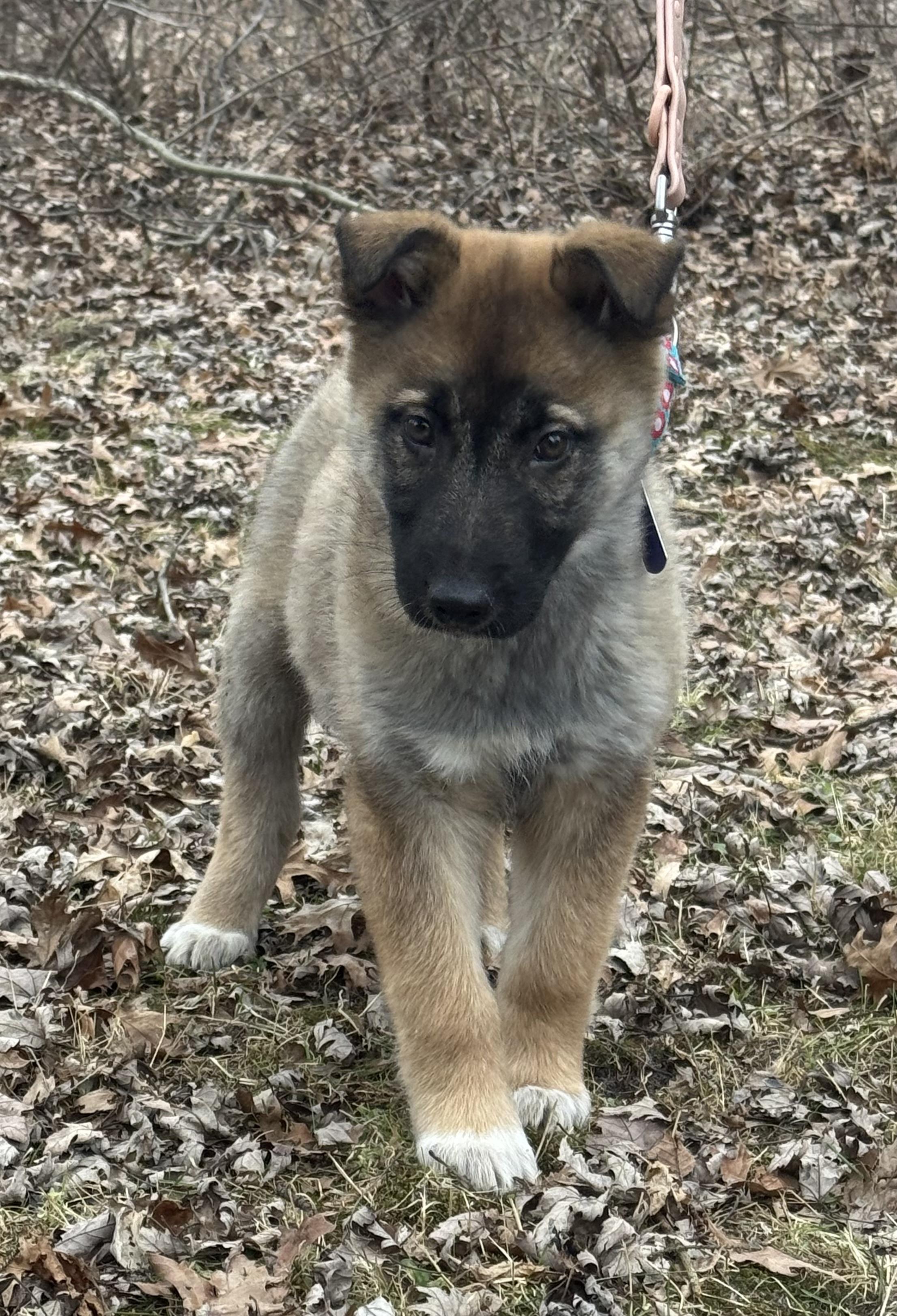 Trillium, an adoptable mixed breed in Garden City, MI image 2/3