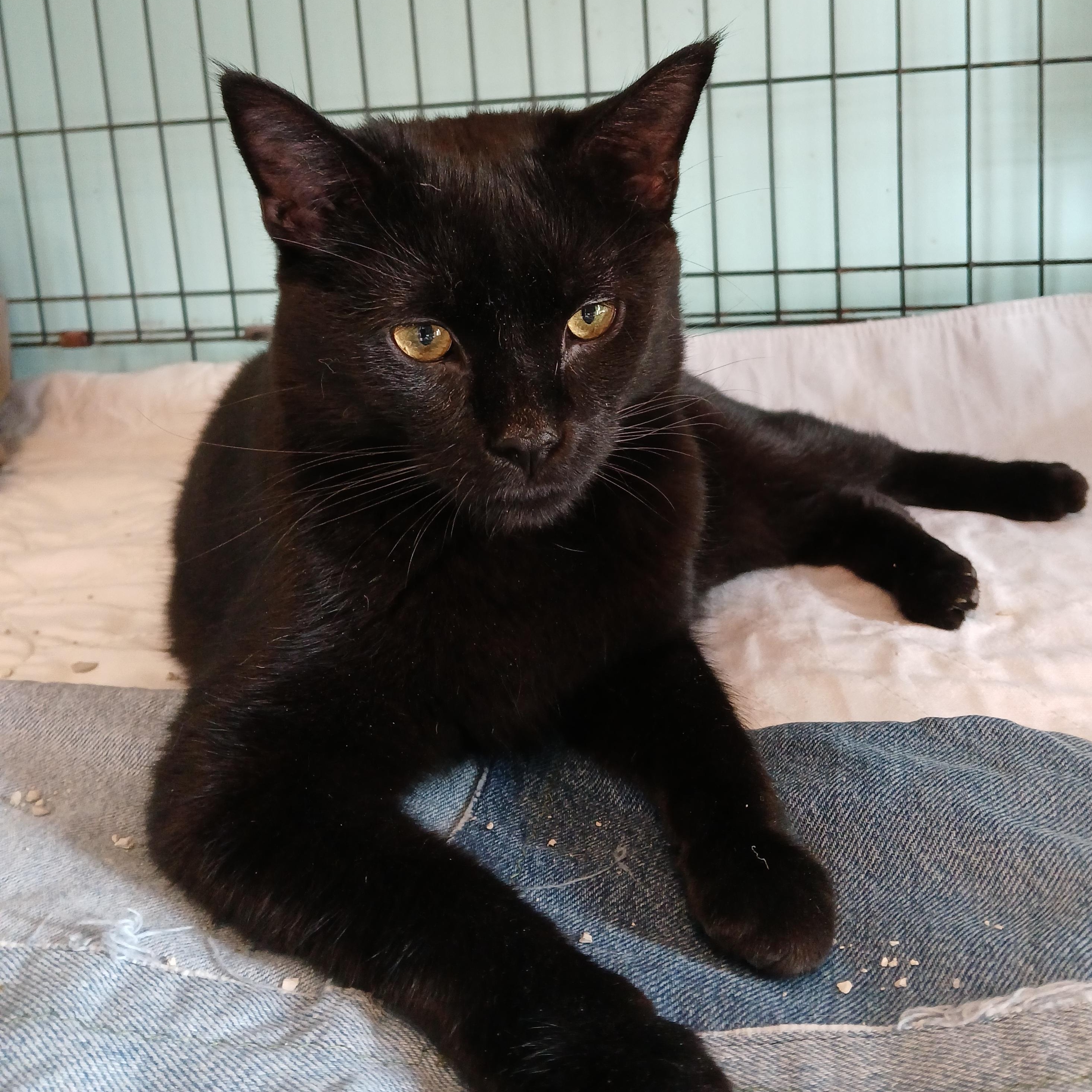 Enlarge Batman-special needs, a Adoptable mixed breed in Germansville, PA image 1/5