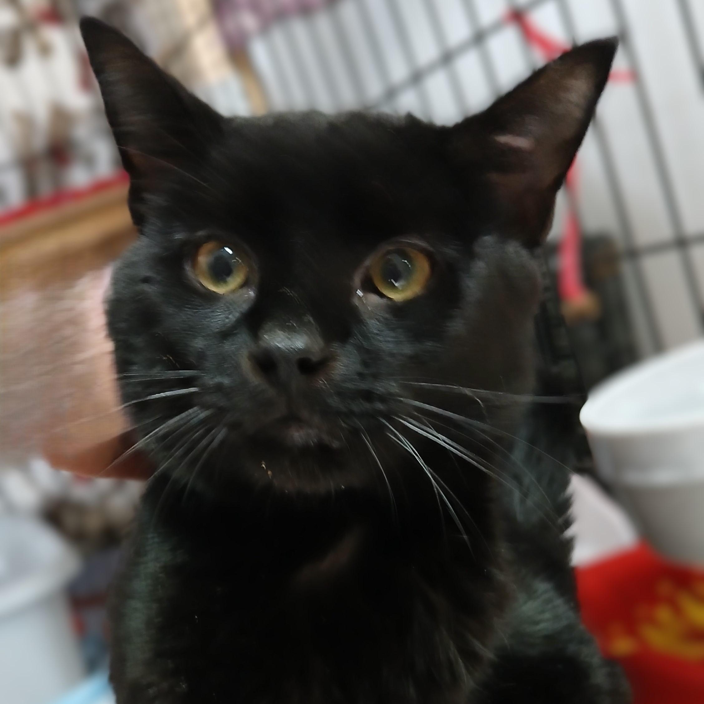 Enlarge Batman-special needs, a Adoptable mixed breed in Germansville, PA image 3/5