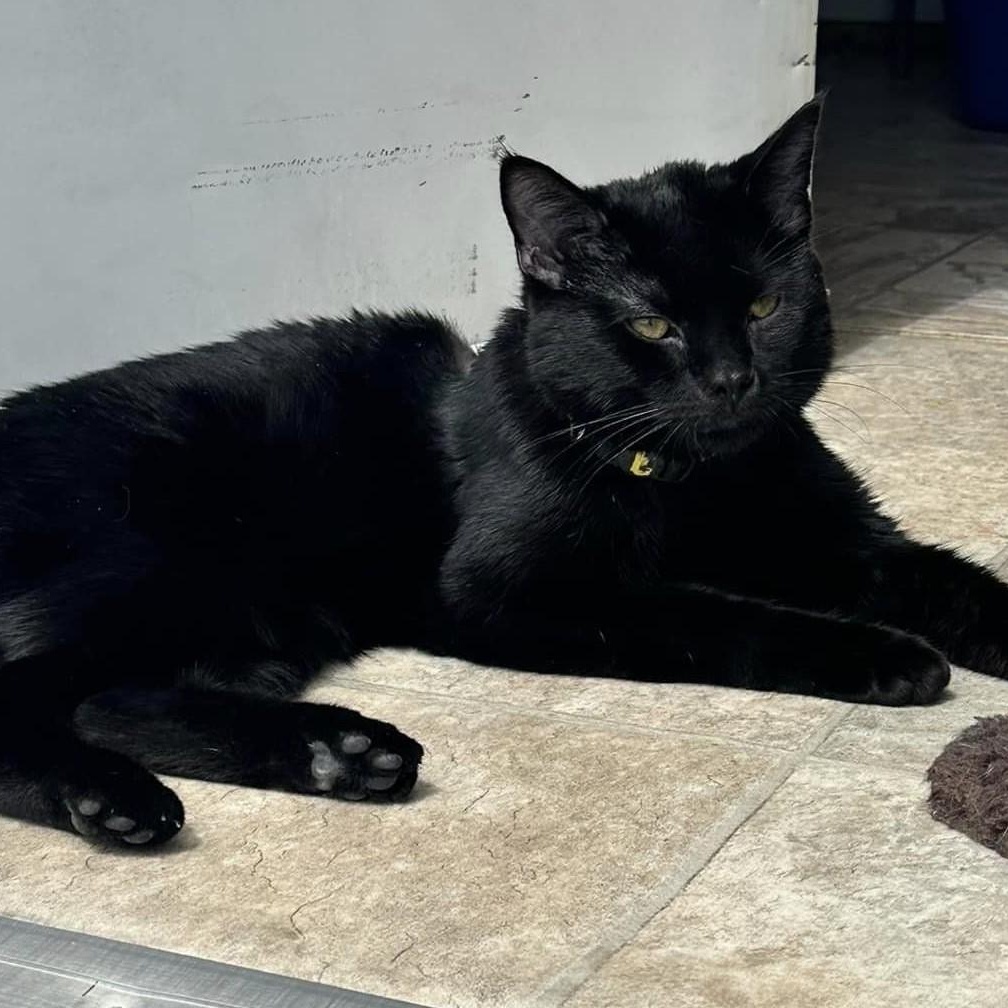 Enlarge Batman-special needs, a Adoptable mixed breed in Germansville, PA image 5/5