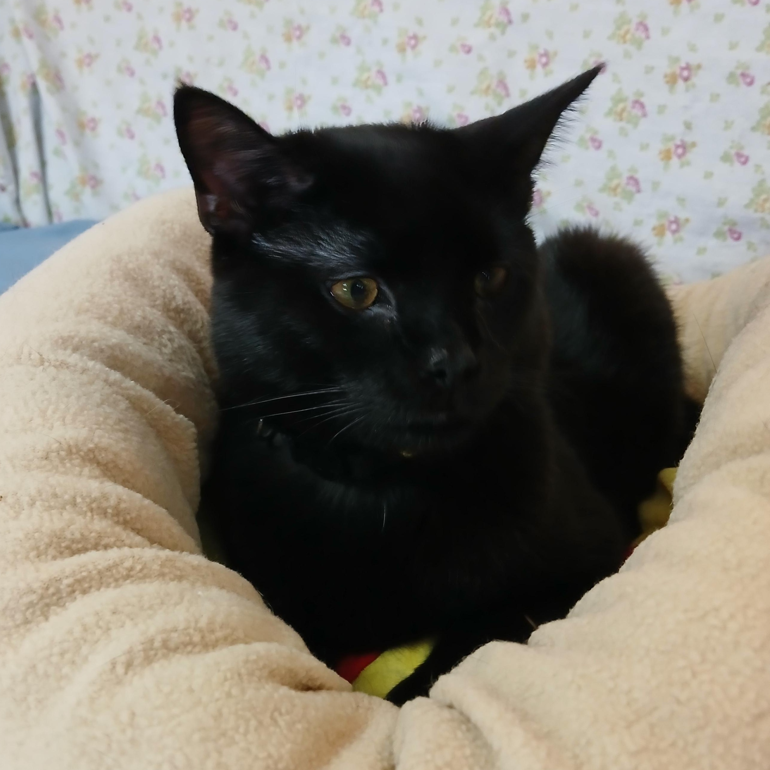 Enlarge Batman-special needs, a Adoptable mixed breed in Germansville, PA image 4/5