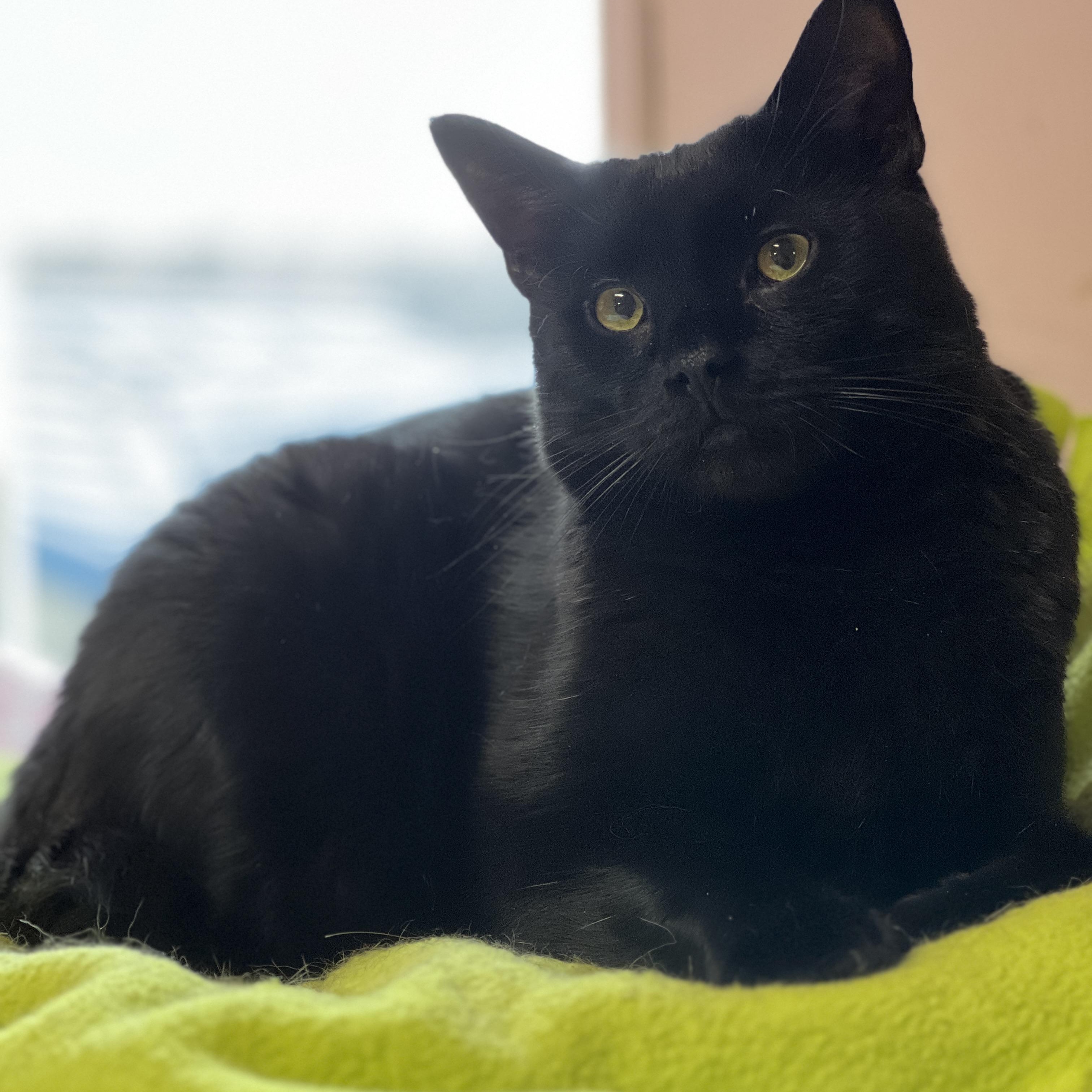 Enlarge Batman-special needs, a Adoptable mixed breed in Germansville, PA image 1/4