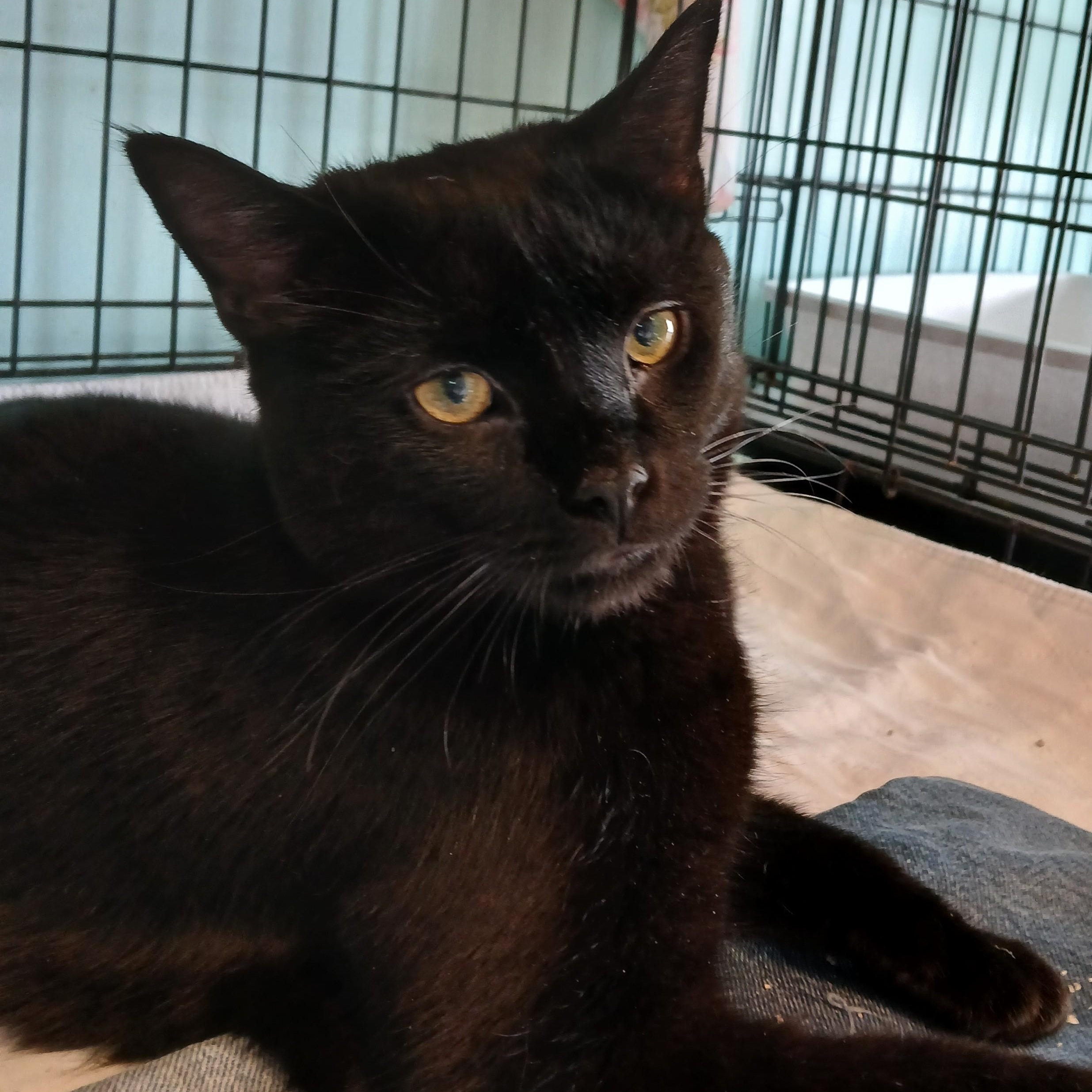 Enlarge Batman-special needs, a Adoptable mixed breed in Germansville, PA image 2/5