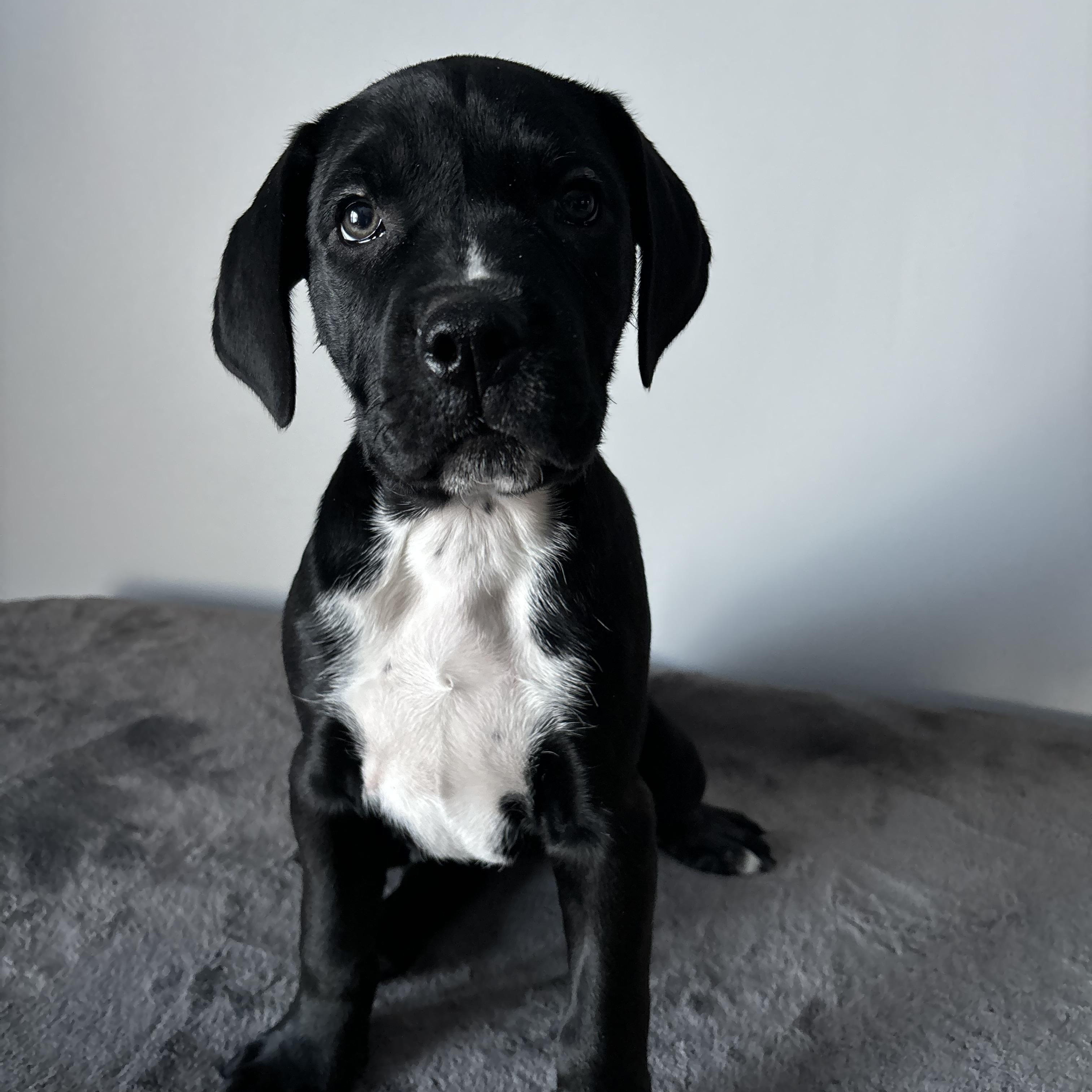 Enlarge Audrey , an adoptable mixed breed in Winnipeg, MB image 3/5