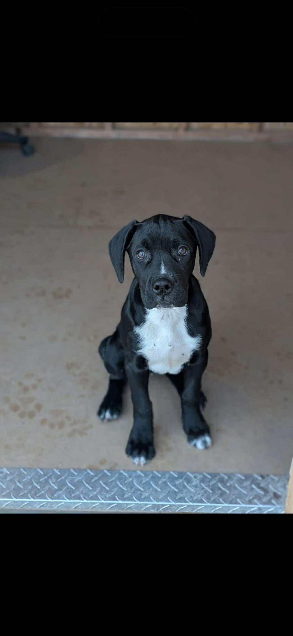 Audrey , an adoptable mixed breed in Winnipeg, MB image 5/5