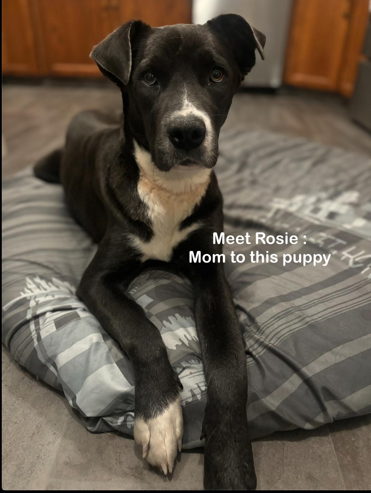 Enlarge Audrey , an adoptable mixed breed in Winnipeg, MB image 5/5