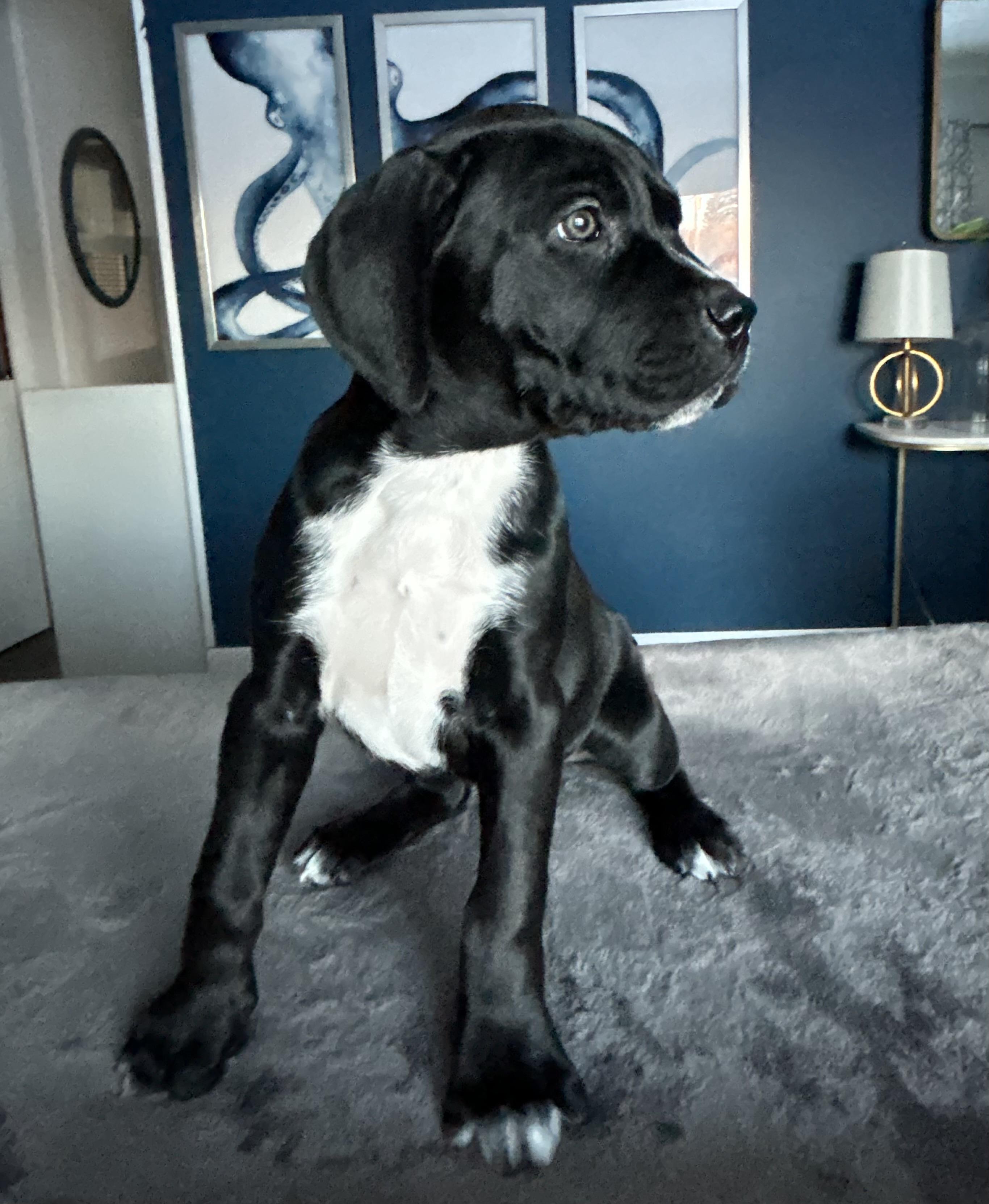 Enlarge Audrey , an adoptable mixed breed in Winnipeg, MB image 2/5