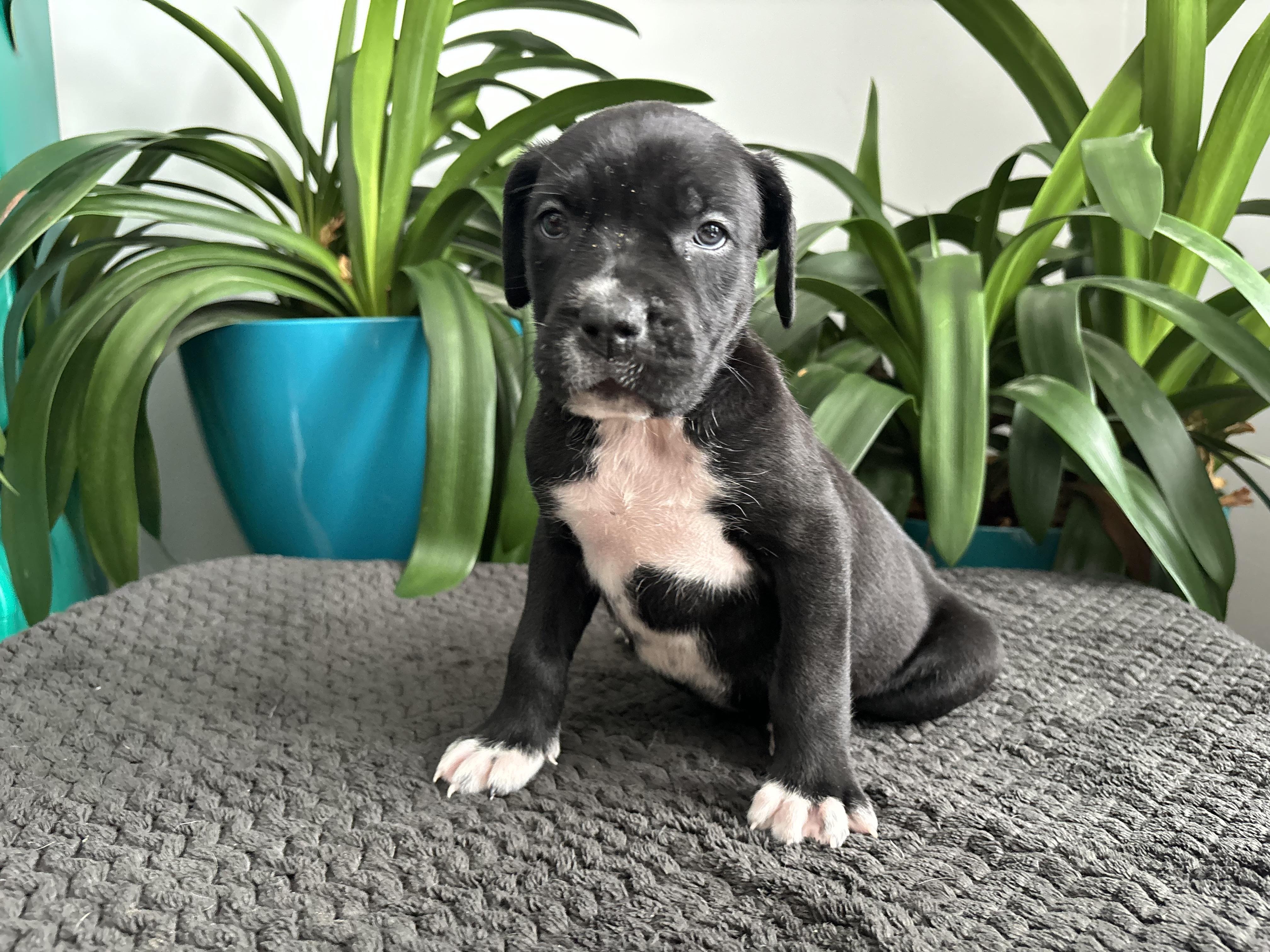 Audrey , adoptable, Puppy Female Mastiff.