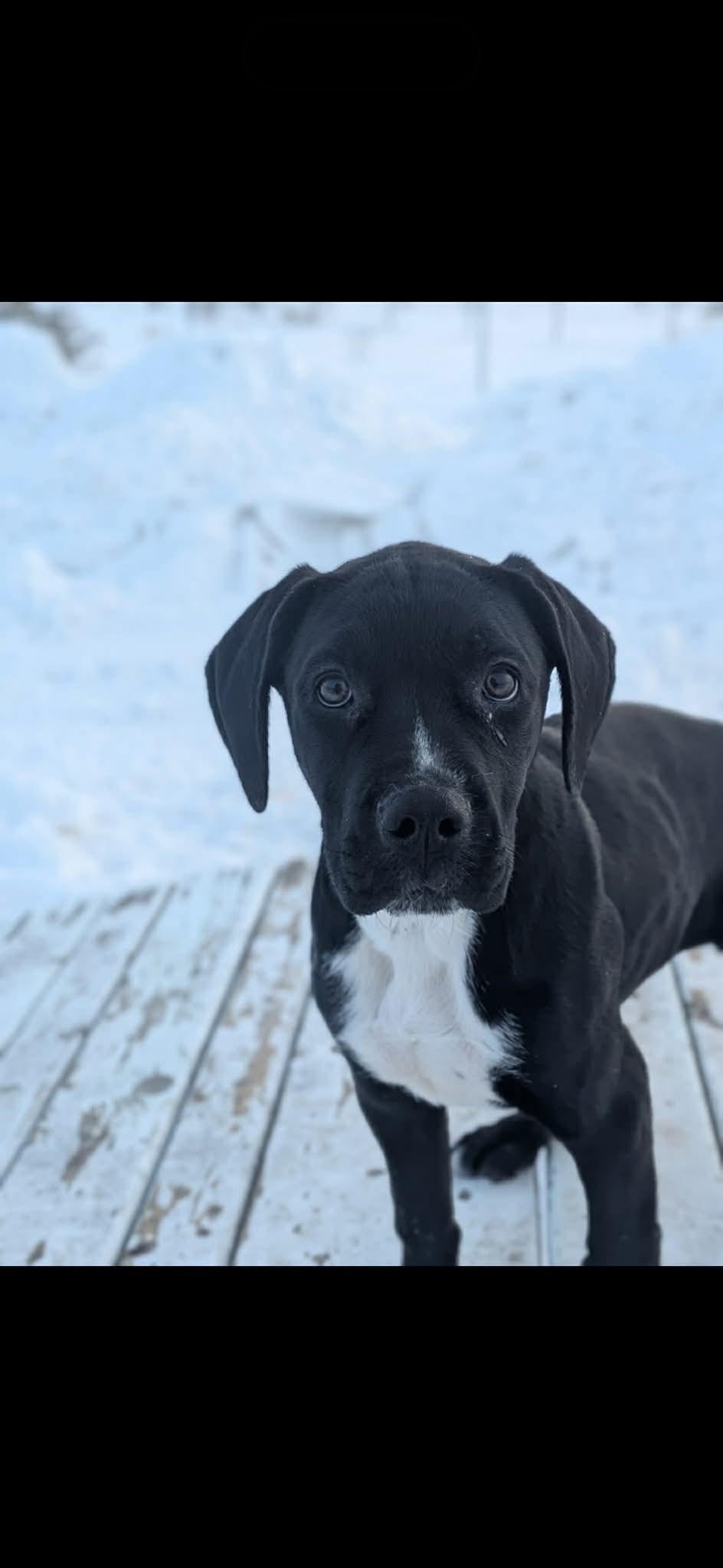 Audrey , adoptable, Puppy Female Mastiff.