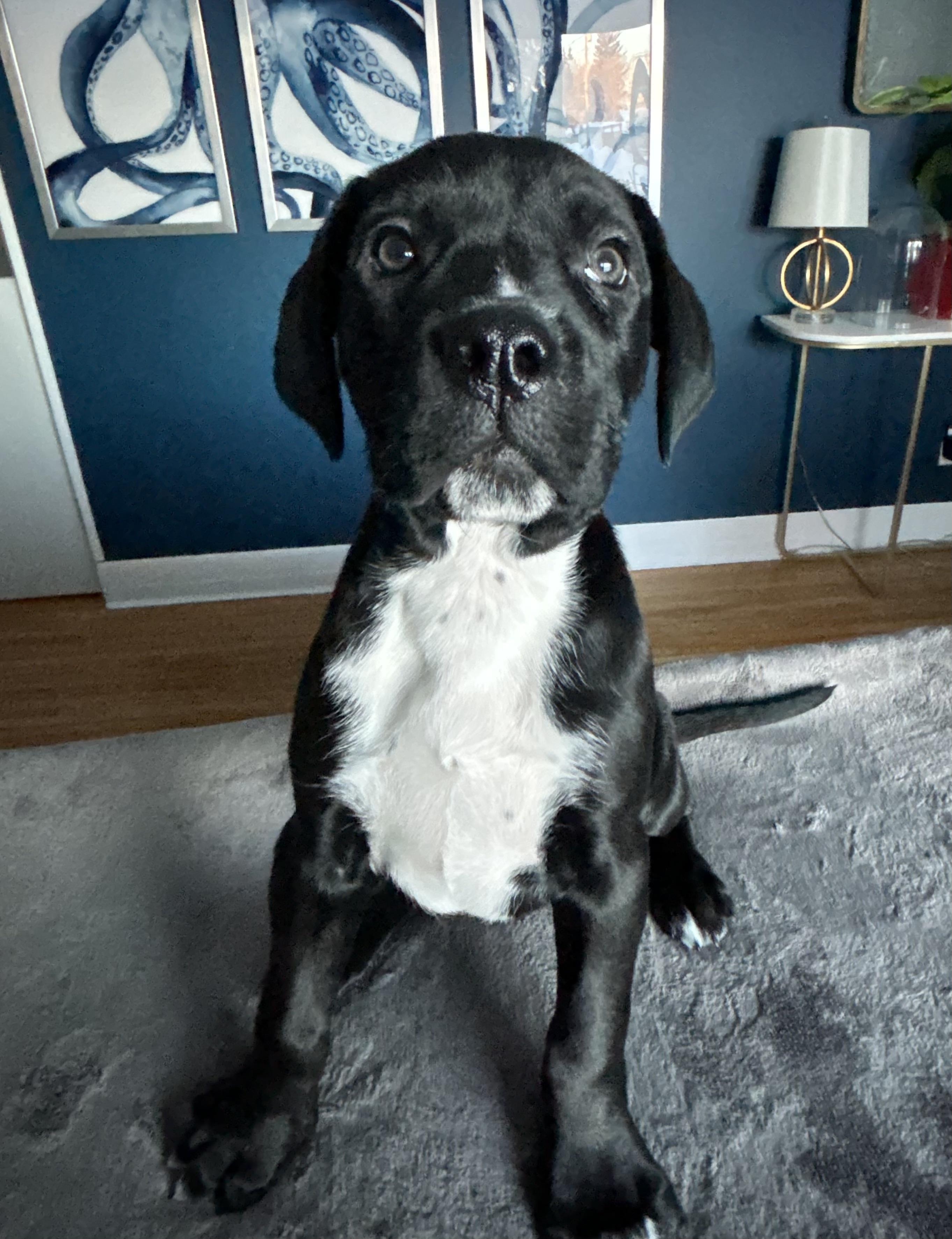 Audrey , adoptable, Puppy Female Mastiff.