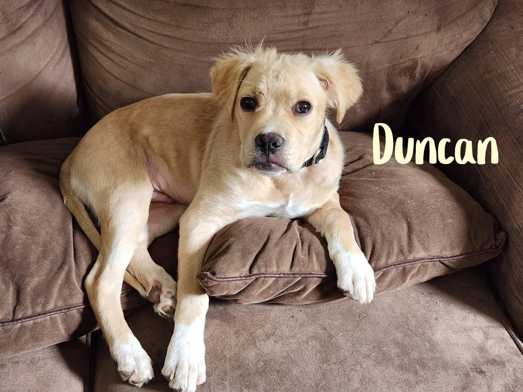Duncan, ADOPTABLE, Young Male Golden Retriever & Cocker Spaniel.