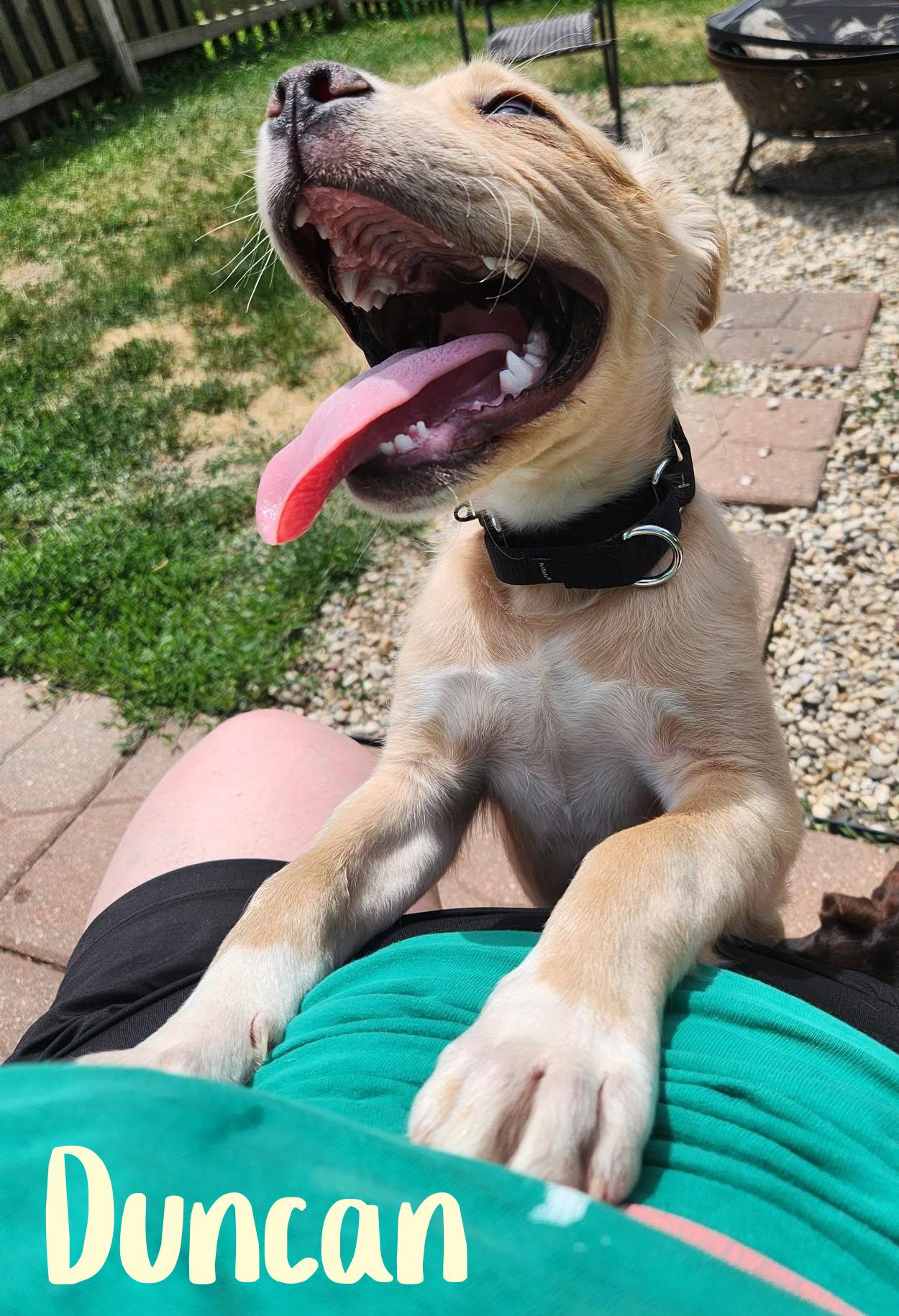 Enlarge Duncan, a ADOPTABLE mixed breed in Elburn, IL image 5/5