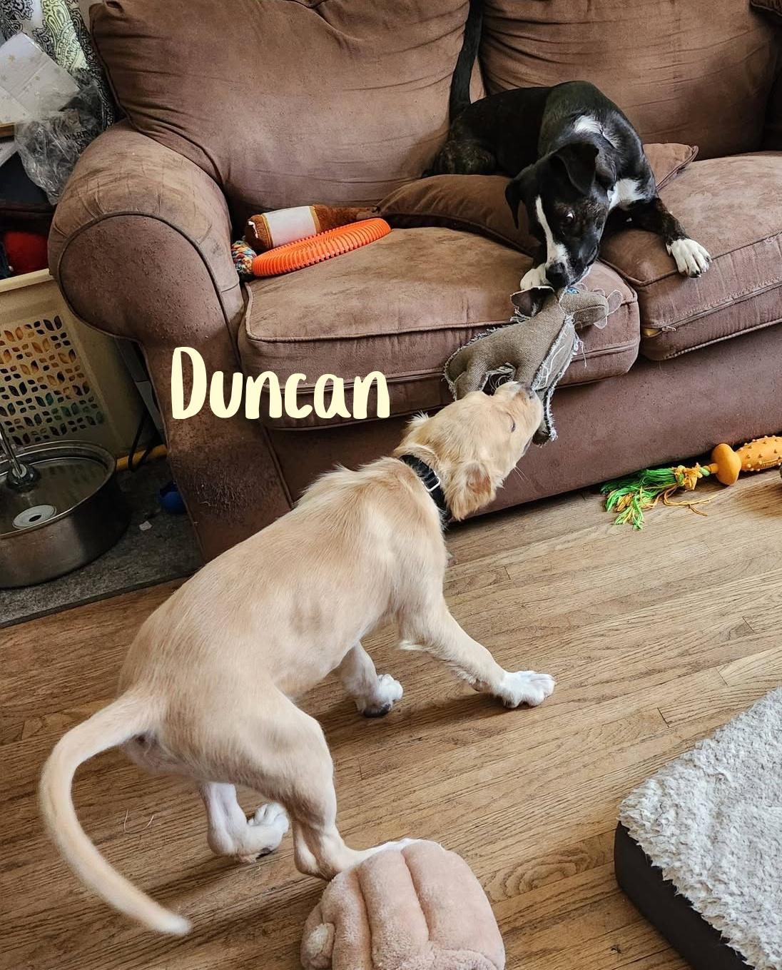 Enlarge Duncan, a ADOPTABLE mixed breed in Elburn, IL image 4/5