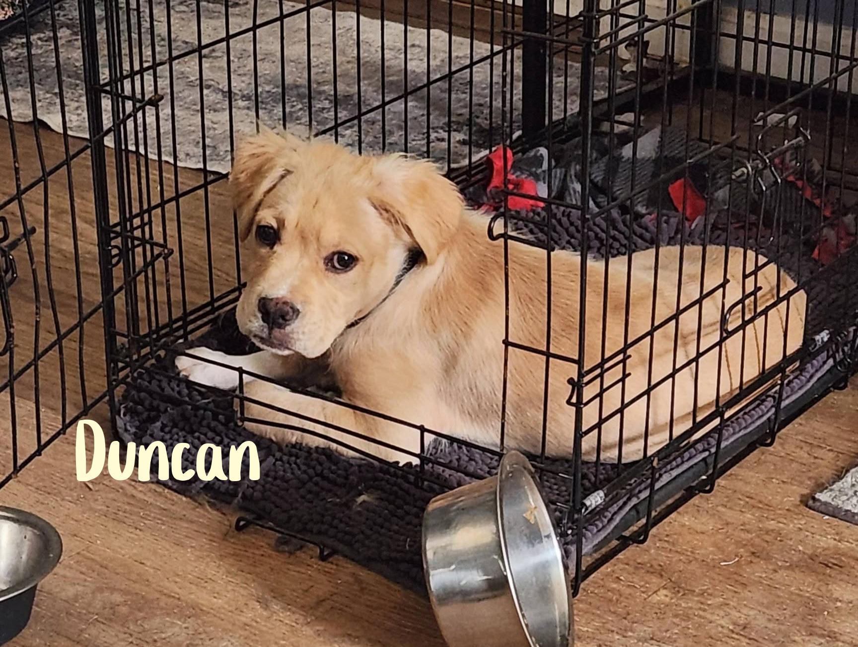 Enlarge Duncan, a ADOPTABLE mixed breed in Elburn, IL image 3/5
